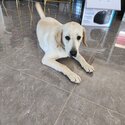 Urgent Labrador for sale -5