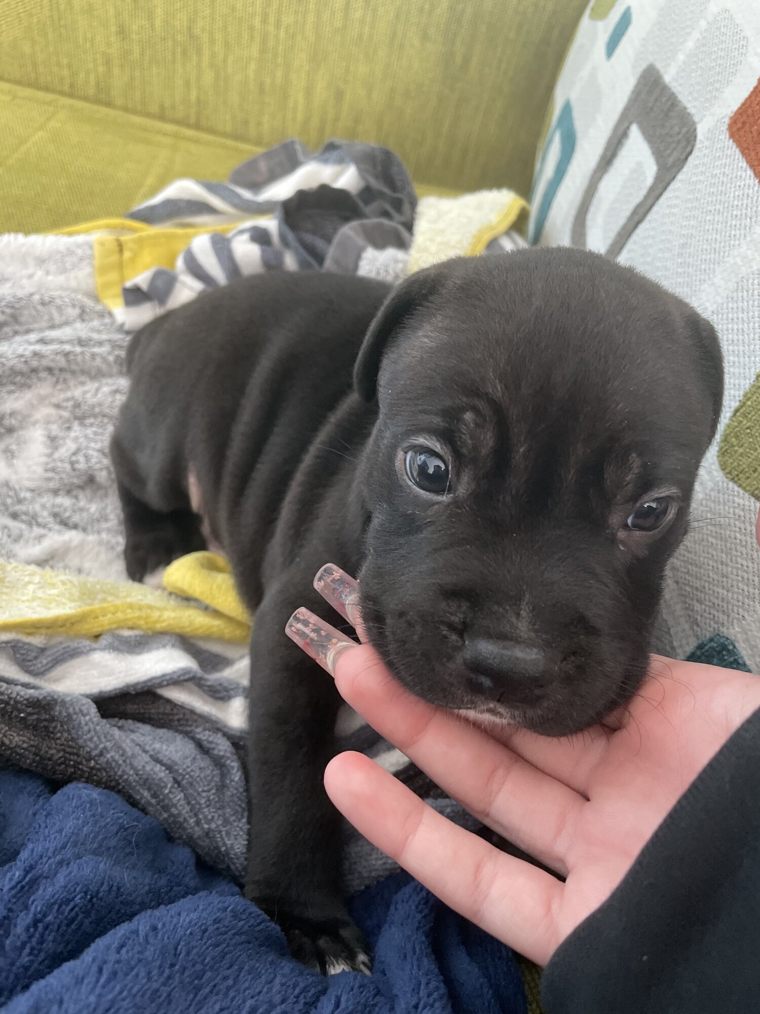 Mini staffy pups