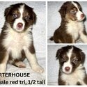 Australian Shepherd Purebred Puppies-2