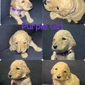 10 purebred standard poodles looking for forever homes -3