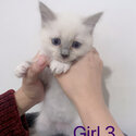 Ragdoll kitten-4