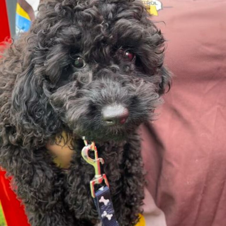 Toy Poodle Puppies