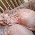 Pure bred sphynx kitten-3