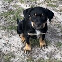 Purebred Australian Kelpie Puppies-1