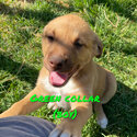 Kelpie cross puppies-1