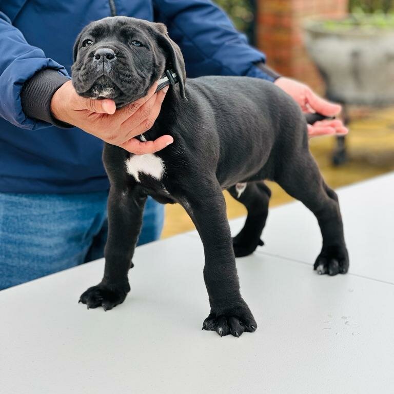 Last Pup - Purebred - Cane Corso - Boy