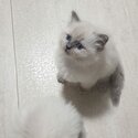 Ragdoll Kittens For sale -2