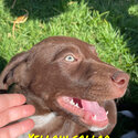 Kelpie cross puppies-5