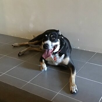 Gorgeous kelpie x mastiff 