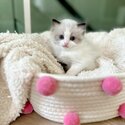  Purebred Ragdoll Kittens For Sale-2