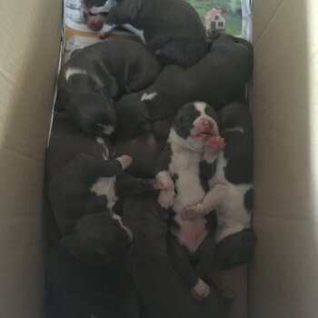 American Staffy pups blue & white Amstaff puppies both parents blue