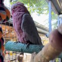 Alexandrine Parrot (6 yrs) and Pink and Grey Galah (30 yrs) To Good Home-2