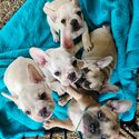 French bulldog Pups -1