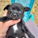 Purebred Chihuahua Puppies-1