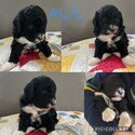 Border Collie x Miniature Poodle Puppies-1