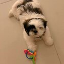 Cute Shih Tzu -2