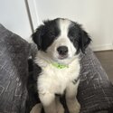 BORDER COLLIE PUPPIES - Ready: 06/10/2023-4