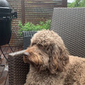 5 y/o male Lagotto Romangola -4