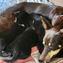 KELPIE X BORDER COLLIE Puppies Ready to Collect (Only 3 Left)-5