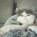 Charming and Gentle PURE BREED Persian Cat-1