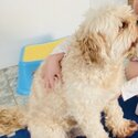 Loving Cavoodle rehome -4