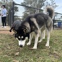 Purebred Siberian Husky Male – Rehome-3