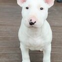 Purebred Female Bull Terrier Puppies-2