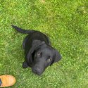 Lab pup for sale urgent !!-3