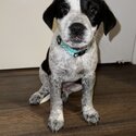 7 week old border collie x Australian cattle dog -3