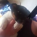 Jack Russell puppies-3