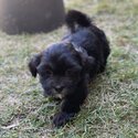 Maltese x Shih Tzu Female Puppy-0