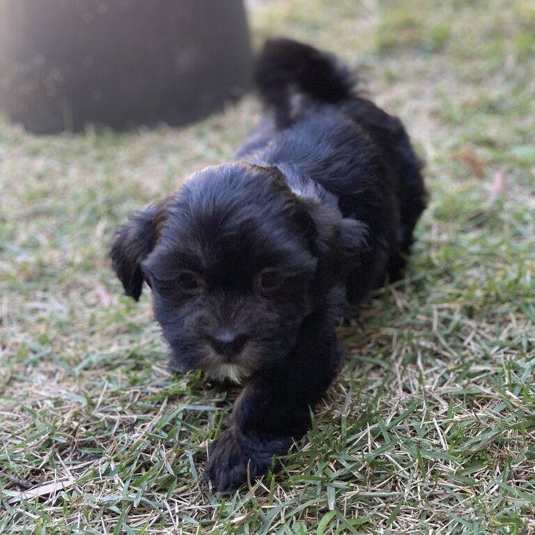 Maltese x Shih Tzu Female Puppy