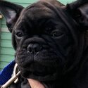 PUREBRED REGISTERED MALE FRENCH BULLDOG-4