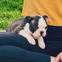 Happy Healthy Bloodline Boston Terrier Puppies Available For New Homes-4