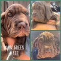 Neo mastiff x puppies- ready for forever homes -2