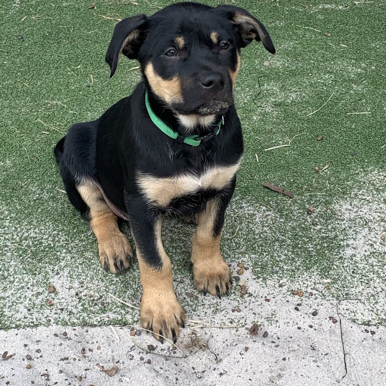 Purebred Australian Kelpie Puppies