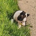 Happy Healthy Bloodline Boston Terrier Puppies Available For New Homes-1