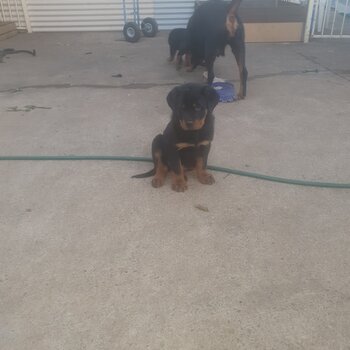 Pure-bred Rottweiler pupies 