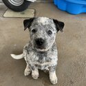 Blue Cattle Dog Puppy-2