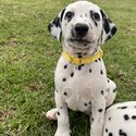 Dalmatian pups -1