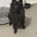 Black Pomeranian Dog-1