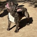 French Bulldog brindle -2