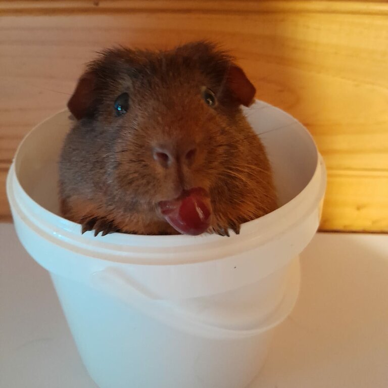 Two adorable Guinea Pigs for sale