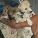 Siberian Husky/bull Mastiff puppies -0