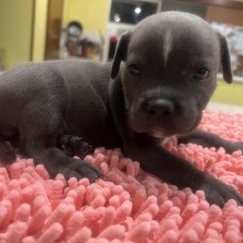 Pure Blue English Staffordshire Bull Terrier's