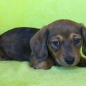 Dachshound puppies-4