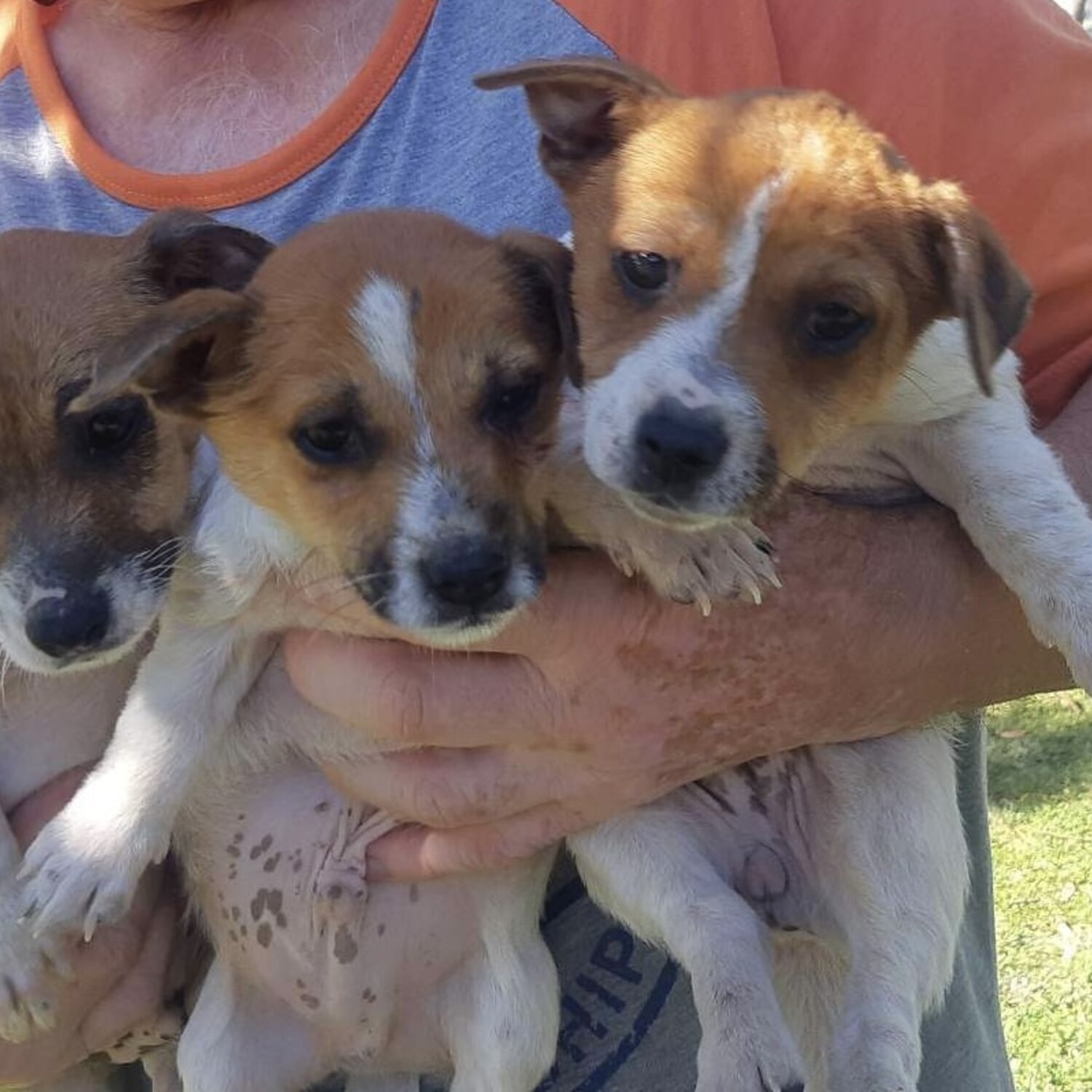 3 Jack Russell Pups for Sale ready to collect!