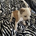 American Bulldog puppy Pure Breed -4