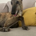 Greyhound free to good home-0