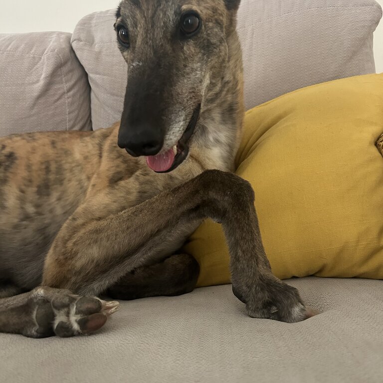 Greyhound free to good home